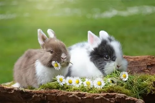 Bạn có thể giữ thỏ đực & với nhau không: 3 điều quan trọng cần biết