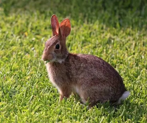 Cottontail Rabbit፡ እውነታዎች፣ ሥዕሎች፣ የህይወት ዘመን፣ ባህሪ & የእንክብካቤ መመሪያ