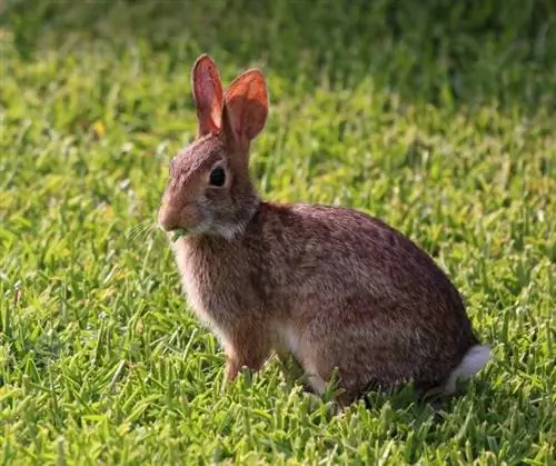 Cottontail kunić: činjenice, slike, životni vijek, ponašanje & Vodič za njegu