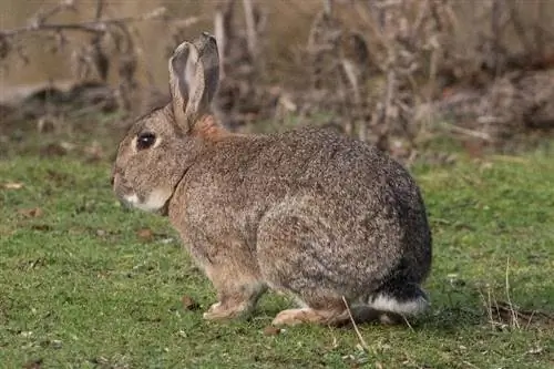 Mountain Cottontail: Fakta, původ & Historie (s obrázky)