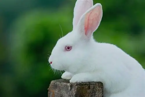 New Zealand Rabbit: Impormasyon ng Lahi, Mga Larawan, Mga Katangian, & Mga Katotohanan