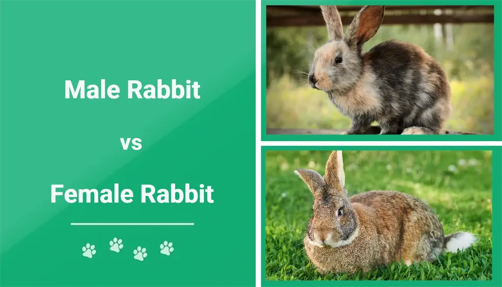 Кролики мужского и женского пола: в чем разница? (с картинками)