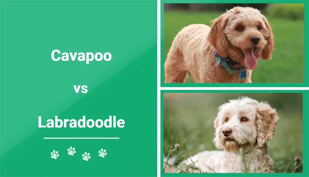 Cavapoo vs Labradoodle: Rozdíly vysvětleny
