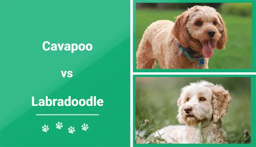 Cavapoo ve Labradoodle: Açıklanan Farklar