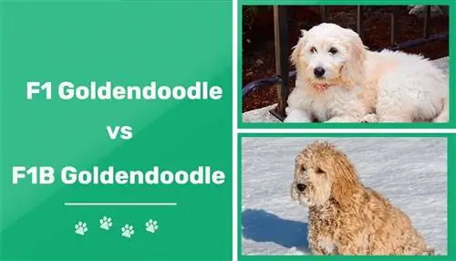 F1 ընդդեմ F1B Goldendoodle. հիմնական տարբերությունները (նկարներով)