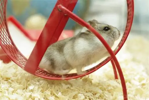 Bu gün edə biləcəyiniz 12 DIY Hamster Oyuncağı (Şəkillərlə)