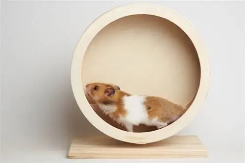 Millä hamsterit haluavat leikkiä? 10 hauskaa leluideaa