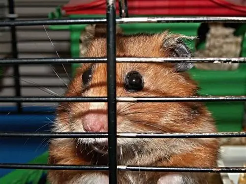 10 DIY Hamster Cage na Magagawa Mo Ngayon (Na may Mga Larawan)