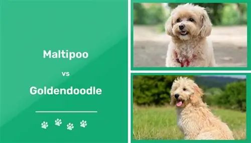 M altipoo vs Goldendoodle: Ποιο είναι το κατάλληλο για μένα;