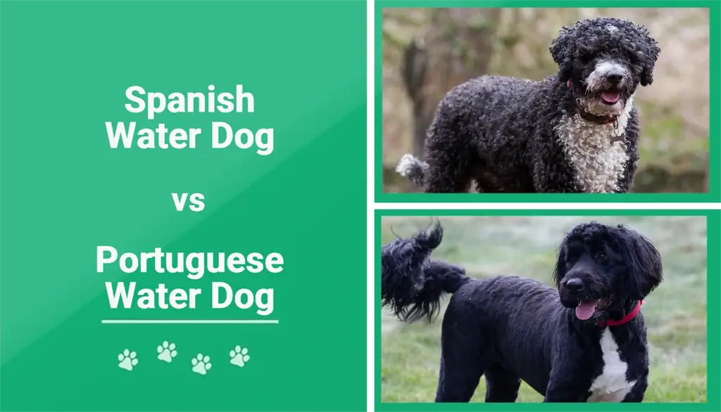 Španělský vodní pes vs. portugalský vodní pes: Vysvětlené rozdíly (s obrázky)