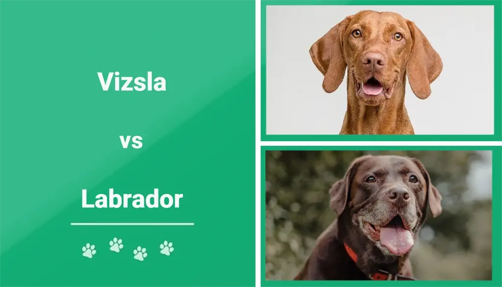 Vizsla vs. Labrador: Las diferencias clave (con imágenes)