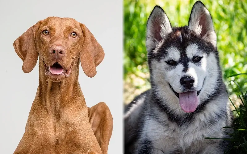 Vizsla Husky Mix: ápolási útmutató, képek, információk, tulajdonságok, & Tovább