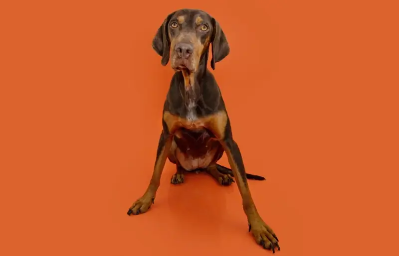 Vizsla Doberman Mix: Phau Ntawv Qhia Txog Kev Kho Mob, Duab, Cwj Pwm & Ntau