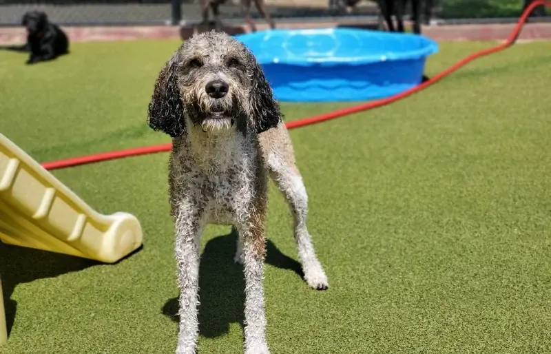 Mešanica portugalskega vodnega psa pudlja: nega, slike, informacije, & Več