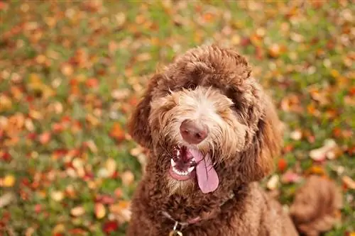 10 interessante Labradoodle-feite wat jy moet weet