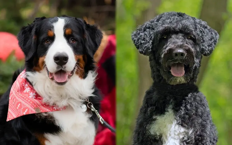 Berner vandhund blandet race: pleje, billeder, info & Mere