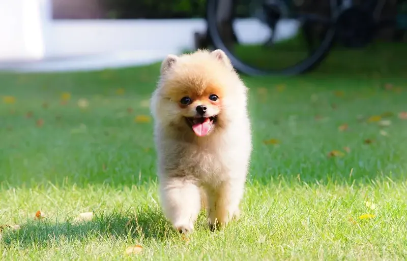 Perché il mio Pomerania ansima così tanto? 6 probabili motivi