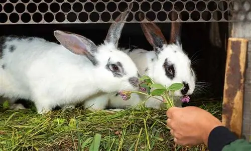 ¿Cuánto tiempo viven los conejos domésticos? Promedio de vida útil, datos & Cuidado