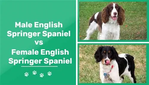 Pria vs Wanita English Springer Spaniel: Perbedaan (Dengan Gambar)
