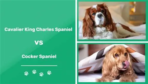 Cavalier King Charles Spaniel vs Cocker Spaniel: Nyckelskillnader (med bilder)