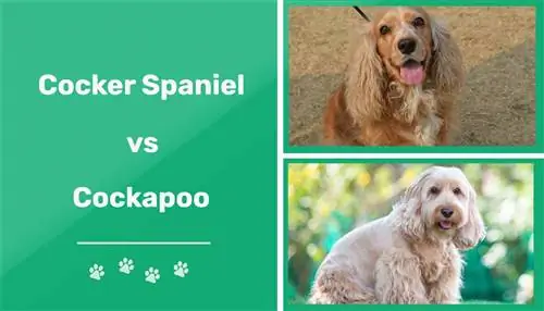 Koker španijel vs Cockapoo: vizualne razlike & Pregled