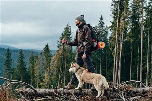 6 migliori razze di cani per l'escursionismo - Per portare il tuo amico sui sentieri