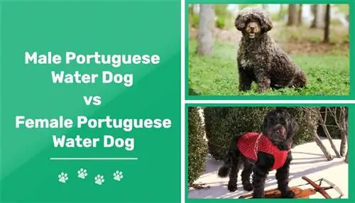 Erkak va urg'ochi portugal suv itlari: farqlar (rasmlar bilan)