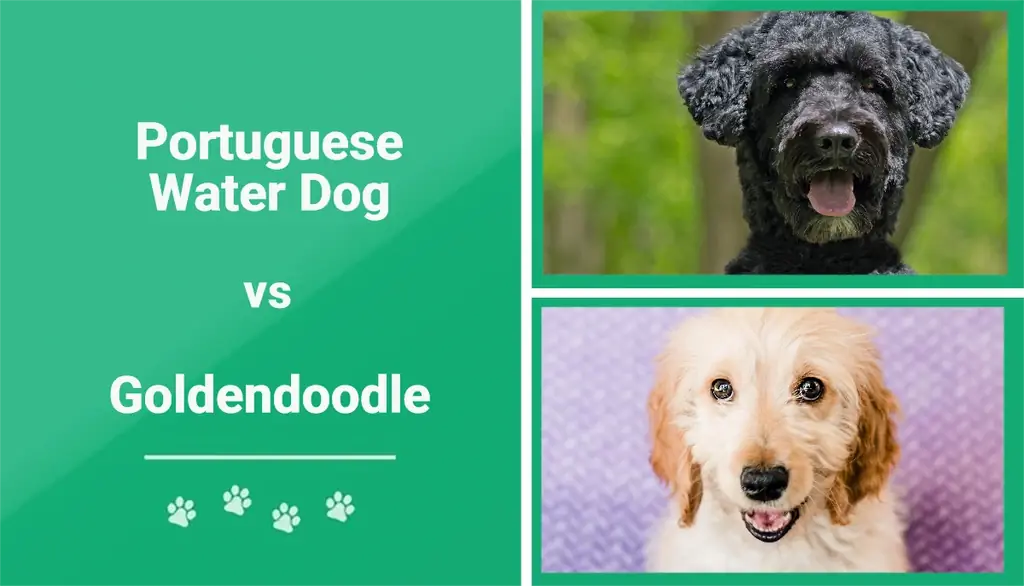 Perro de agua portugués vs Goldendoodle: diferencias clave (con imágenes)