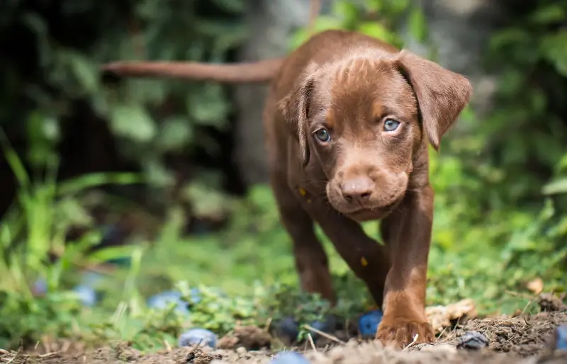 Vizsla Labrador Mix: Saib Xyuas Kev Qhia, Duab, Temperament & More