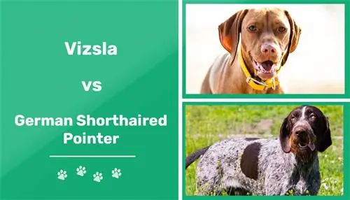 Vizsla vs. German Shorthaired Pointer: ความแตกต่างที่สำคัญ (พร้อมรูปภาพ)