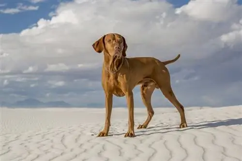 Kui hea on Vizsla lastega? Tegevused, miinused & KKK