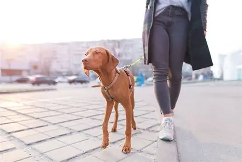 Bir Vizsla Nasıl Eğitilir: 8 Uzman İpucu & Püf Noktası