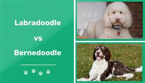 Baka Anjing Labradoodle lwn Baka Anjing Bernedoodle: Perbezaan Utama (Dengan Gambar)