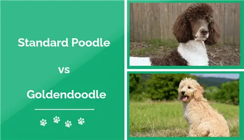 Standard Poodle vs Goldendoodle: Las diferencias (con imágenes)