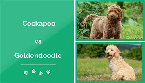 Cockapoo vs Goldendoodle: ความแตกต่าง (พร้อมรูปภาพ)