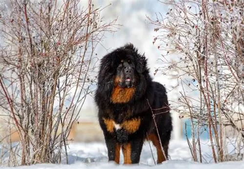14 Tibetan Mastiff ข้อดีและข้อเสีย: ลักษณะ & ลักษณะ