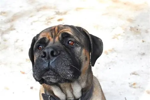 American Mastiff Hunderasse: Infos, Bilder, & Pflegeanleitung