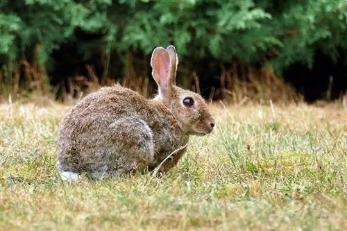 European Hare: Care, Temperament, Habitat, & Yam ntxwv (nrog duab)