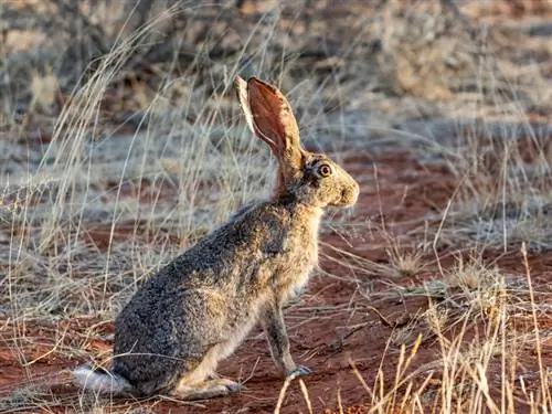Cape Hare: Vård, temperament, habitat & Egenskaper (med bilder)