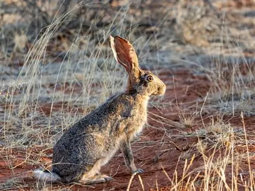 Cape Hare: Care, Temperament, Habitat & Cov yam ntxwv (nrog duab)