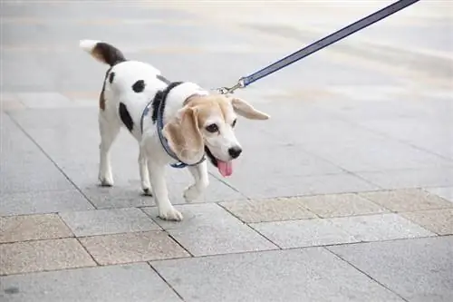Beaglemation (Beagle & Dalmaatsia segu): Pildid, teave, hooldus & Veel