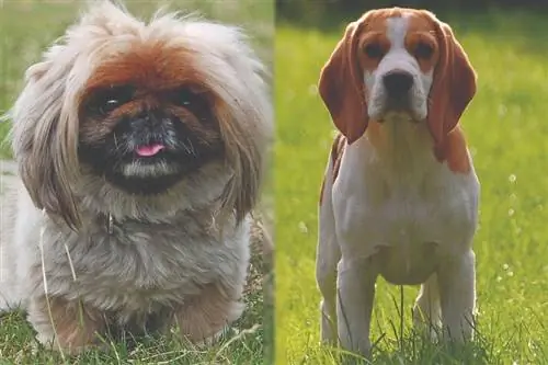 Raza de perro Peagle (pekinés & Beagle Mix): guía de imágenes, información, cuidado & ¡Más