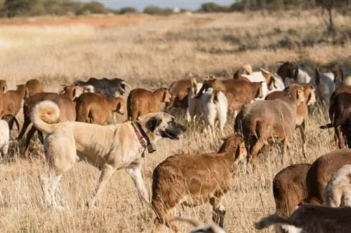 12 razze di cani da guardia del bestiame (con immagini)