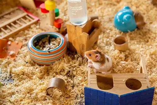 9 meilleures literies pour les odeurs et les odeurs de hamster en 2023 : avis &