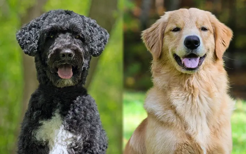 Golden Retriever Miscela di cani da acqua portoghesi: cure, immagini, informazioni & Altro