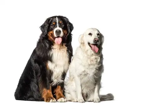 Raça de gos de muntanya daurada: informació, imatges, cura & Més