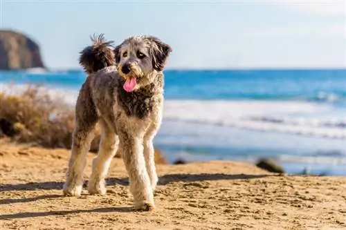 Aussiedoodle (Poodle & Australian Shepherd Mix): Gambar, Panduan, Maklumat & Penjagaan