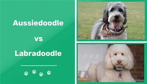 Raça de cachorro Aussiedoodle vs Labradoodle: diferenças explicadas