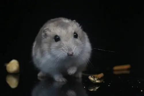 Cele mai bune 10 dulciuri pentru hamsteri din 2023 – Recenzii & Cele mai bune alegeri