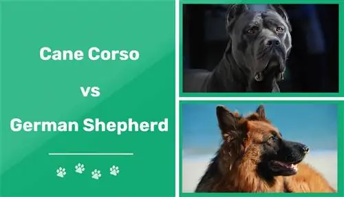 Cane Corso vs vācu aitu suns: galvenās atšķirības (ar attēliem)